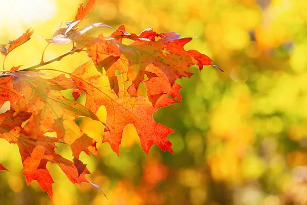 Цветные осенние листья листьев на ветке дерева — стоковое фото