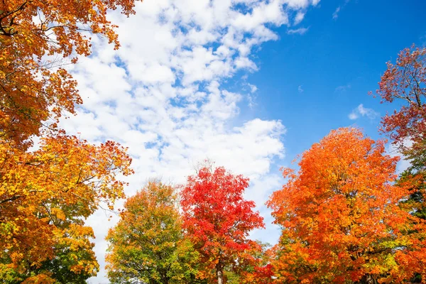 Colorful autumn foliage tree top leaves against blue sky and whi — Stock Photo, Image