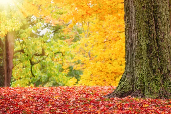 Bir park New England renkli sonbahar ağaçlar — Stok fotoğraf