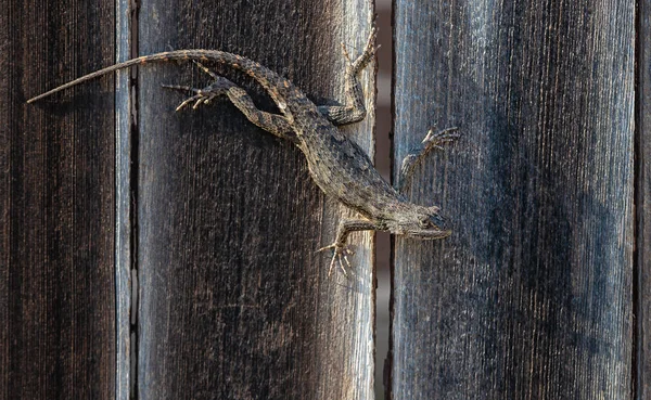 Texas spiny lizard camouflaged on wooden fence — Stock Photo, Image