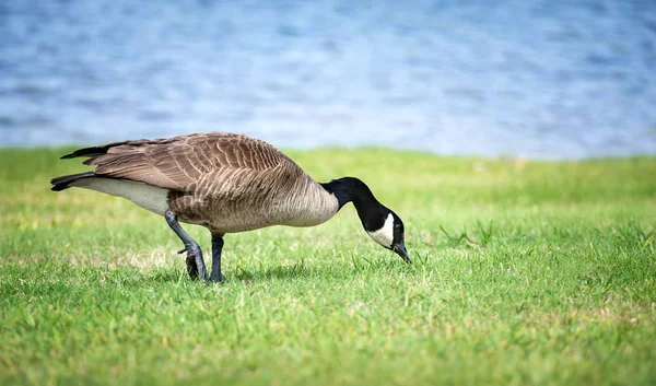 Canadá Goose alimentando-se da grama — Fotografia de Stock