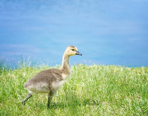 Canada goose gosling strolling on the grass — Stock Photo, Image