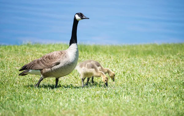 Kanadagans und ihre Gösslinge im Gras — Stockfoto