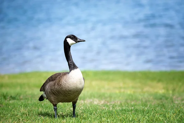 Kanada Goose stoi na trawie — Zdjęcie stockowe