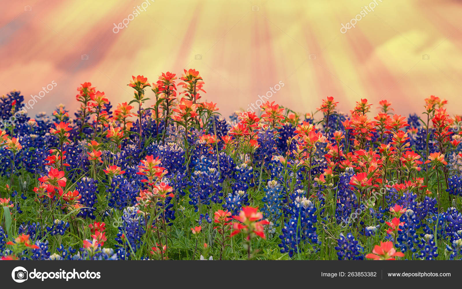 indian paintbrush texas indian paintbrush texas