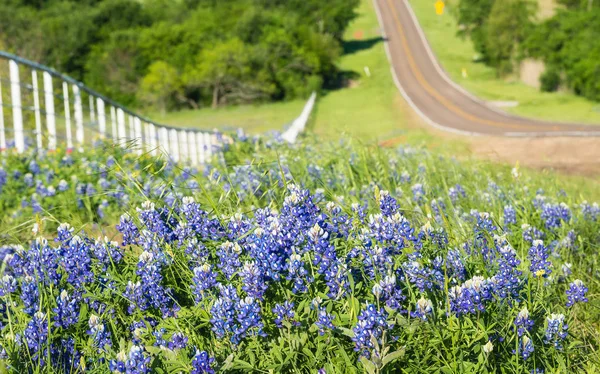 ブルーボ ネットとテキサス州で白いフェンスで圧延の道の側に沿って黄色野生の花 — ストック写真