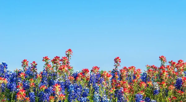 Texas bluebonnet en indian paintbrush wilde bloemen — Stockfoto
