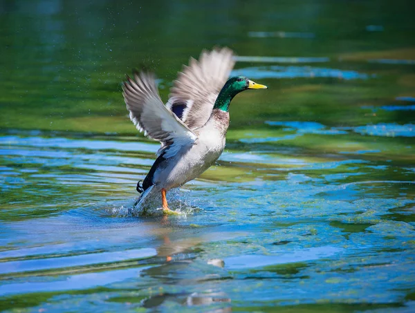 Male Mallard duck taking off from lake — Stock Photo, Image