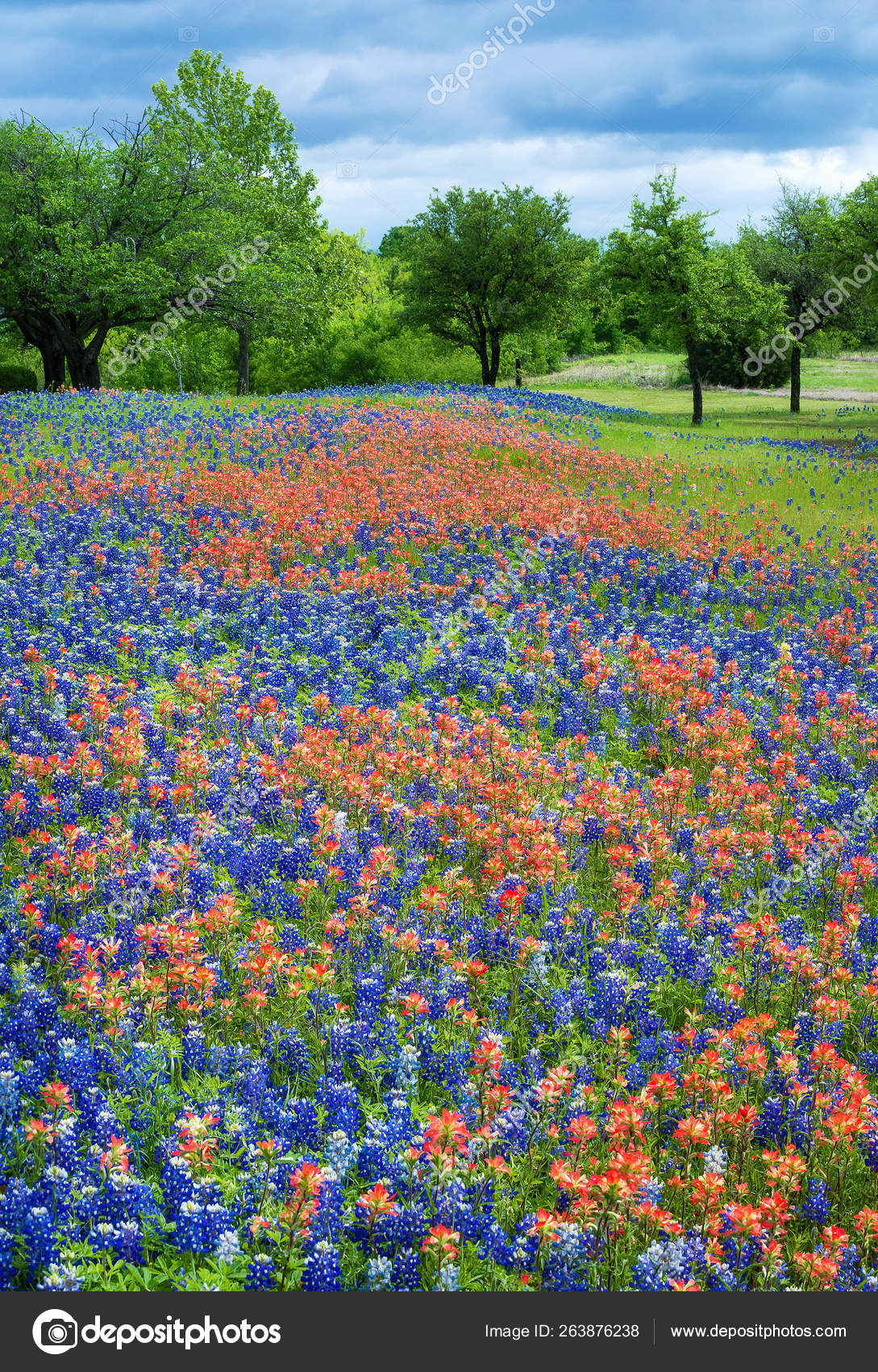 Campo de flores silvestres en Texas primavera — Foto de stock #263876238 ©  krisrobin, image size:1089x1700