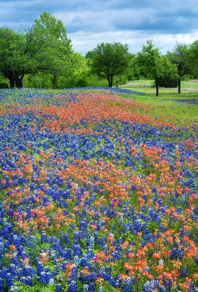Campo de flores silvestres na primavera Texas — Fotografia de Stock