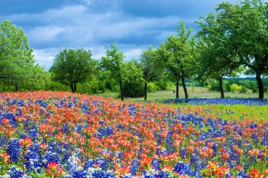 Wildflower field in Texas spring clipart