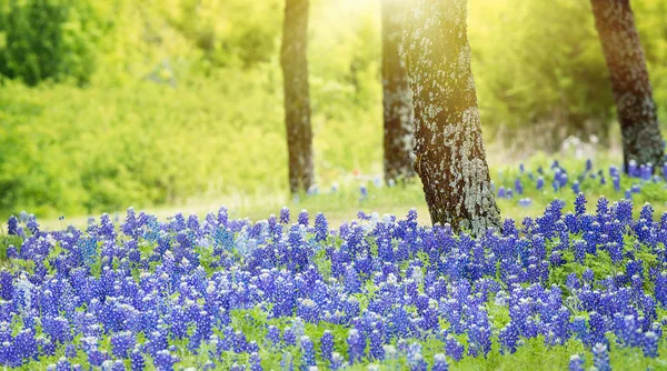 Texas Bluebonnet kwiaty kwitnące pod drzewami — Zdjęcie stockowe