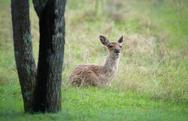 Beyaz Kuyruklu Geyik (Odocoileus virginianus) çimenlerde oturuyor — Stok fotoğraf