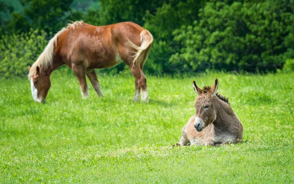 Esel auf der grünen Frühlingsweide — Stockfoto