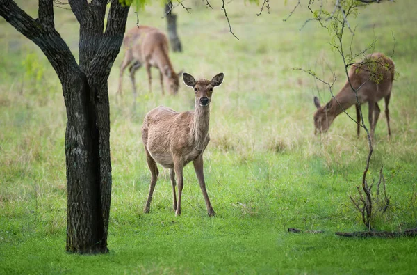 Ak kuyruklu geyik ormanda — Stok fotoğraf