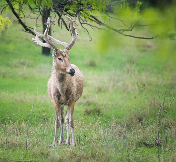 Manlig Vitstjärtad hjort i skogen — Stockfoto