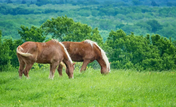 Zwei belgische Zugpferde auf der grünen texanischen Frühlingsweide — Stockfoto