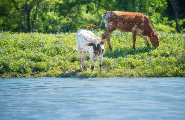 İlkbaharda bluebonnet otlak üzerinde Texas longhorn sığır — Stok fotoğraf