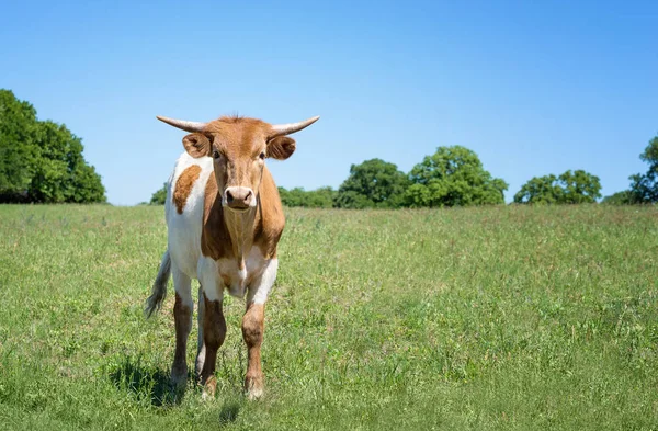 Texaský dlouhorohý skot na jarní pastvě — Stock fotografie