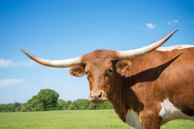 Bahar otlak üzerinde Texas longhorn Closeup