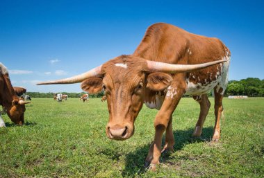 Texas longhorn sığır bahar mera üzerinde otlatma