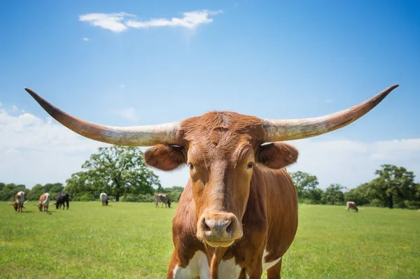 得克萨斯州长角在春季牧场的特写 — 图库照片