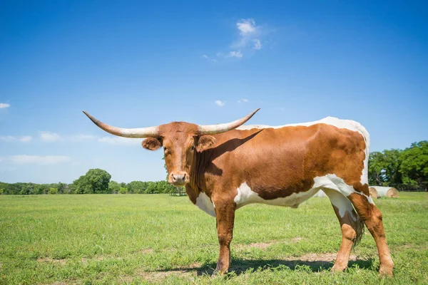 Texas Longhorn sul pascolo primaverile — Foto Stock