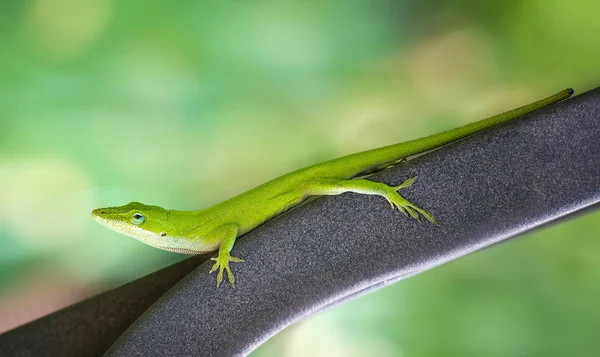 Lagarto-anole-verde (Anolis carolinensis ) — Fotografia de Stock