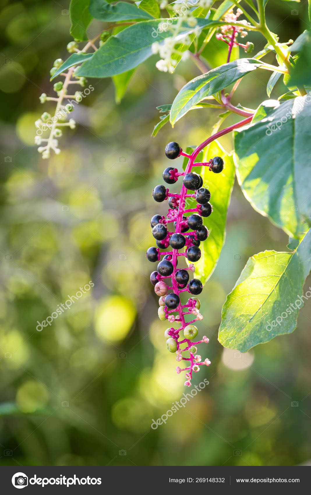 black-poisonous-plant-with-picture-flashing-myspace-default-picture-gif-file