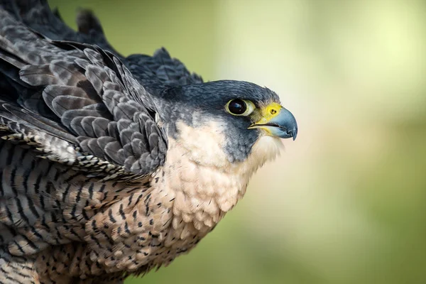 Closeup of Peregrine Falcon (Falco peregrinus) — Stok fotoğraf