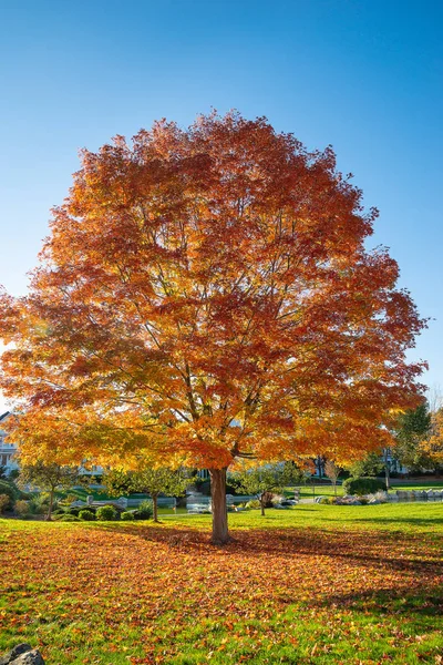 Σφενδάμι δέντρο με πολύχρωμα φθινοπωρινά φύλλωμα σε ένα πάρκο στη Νέα Αγγλία — Φωτογραφία Αρχείου