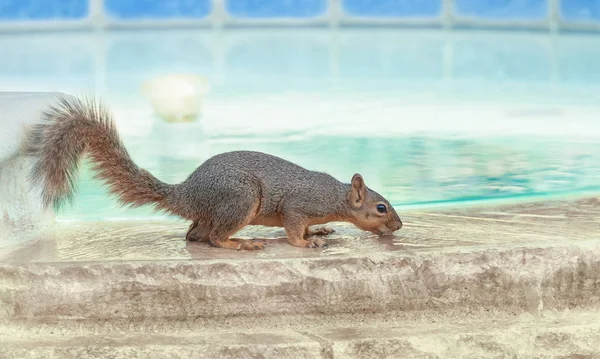 Dorstige eekhoorn die een drankje van het zwembad neemt — Stockfoto