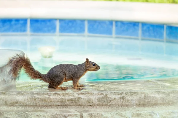 Esquilo tomando uma bebida da piscina — Fotografia de Stock
