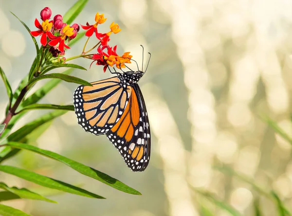 Neu aufgetauchter Monarchfalter auf tropischem Milchkraut — Stockfoto