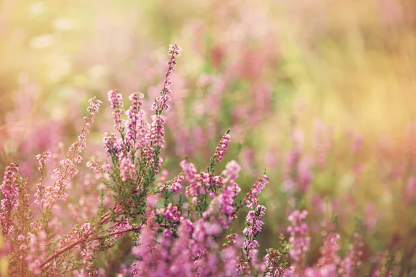 Forest heather flowering at sunset in the fall — Stock Photo, Image