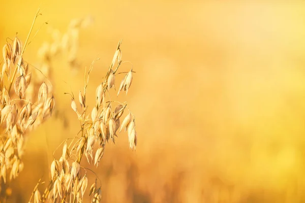 Golden oat field at the sunset