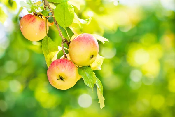 Délicieuses pommes mûrissant sur une branche d'arbre après la pluie — Photo