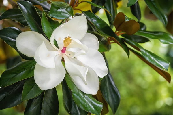 Beyaz Güney Manolya çiçek çiçek — Stok fotoğraf