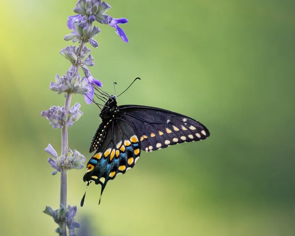Borboleta-de-rabo-de-andorinha-preto (Papilio polyxenes) na flor de Salvia — Fotografia de Stock
