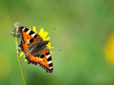 Küçük Kaplumbağa Kelebeği (Aglais urticae)