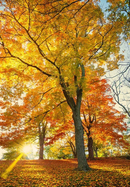 Zlaté podzimní stromy v parku v Nové Anglii — Stock fotografie