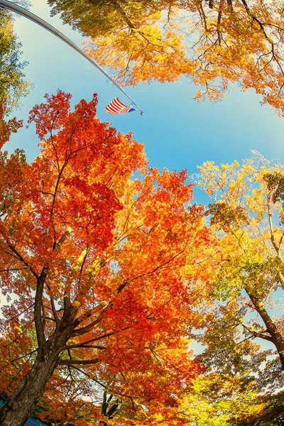 Amerikaanse vlag zwaaiende in de wind met prachtige herfst gebladerte — Stockfoto