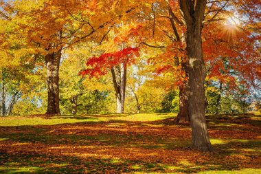 New England'da bir parkta güzel sonbahar yeşillik ağaçları