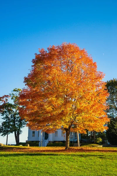 Javorový strom s barevným podzimním listím v Nové Anglii — Stock fotografie