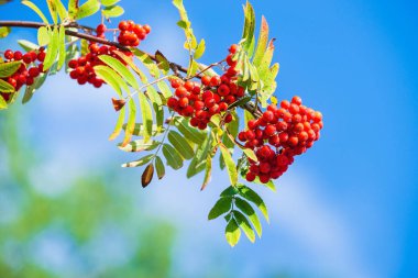 Sonbaharda kırmızı çilek ile Rowan ağaç dalı