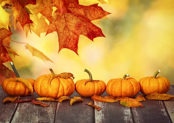 Mini balkabakları ve sonbahar yaprakları ile sonbahar bokeh