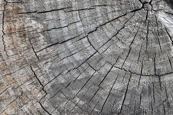 Surface supérieure d'une souche coupée — Photo