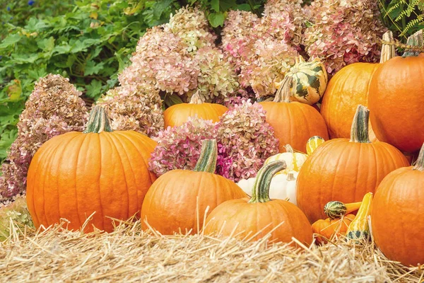 Hermosa exhibición de calabazas y calabazas con flores de otoño — Foto de Stock