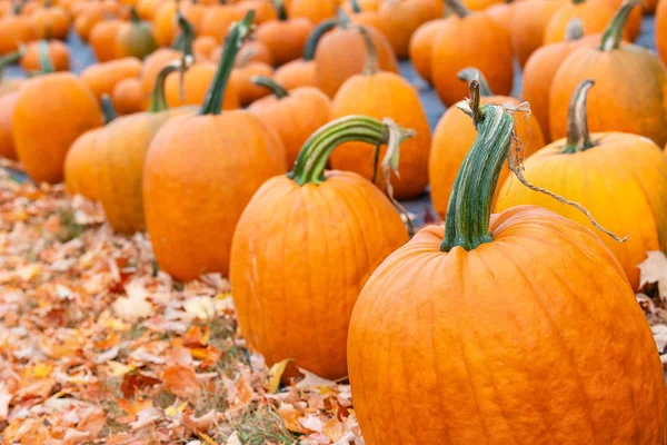 Pumpor till salu på en pumpkin patch — Stockfoto