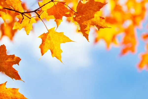 Closeup of golden and orange autumn maple leaves on tree branch — Stok fotoğraf